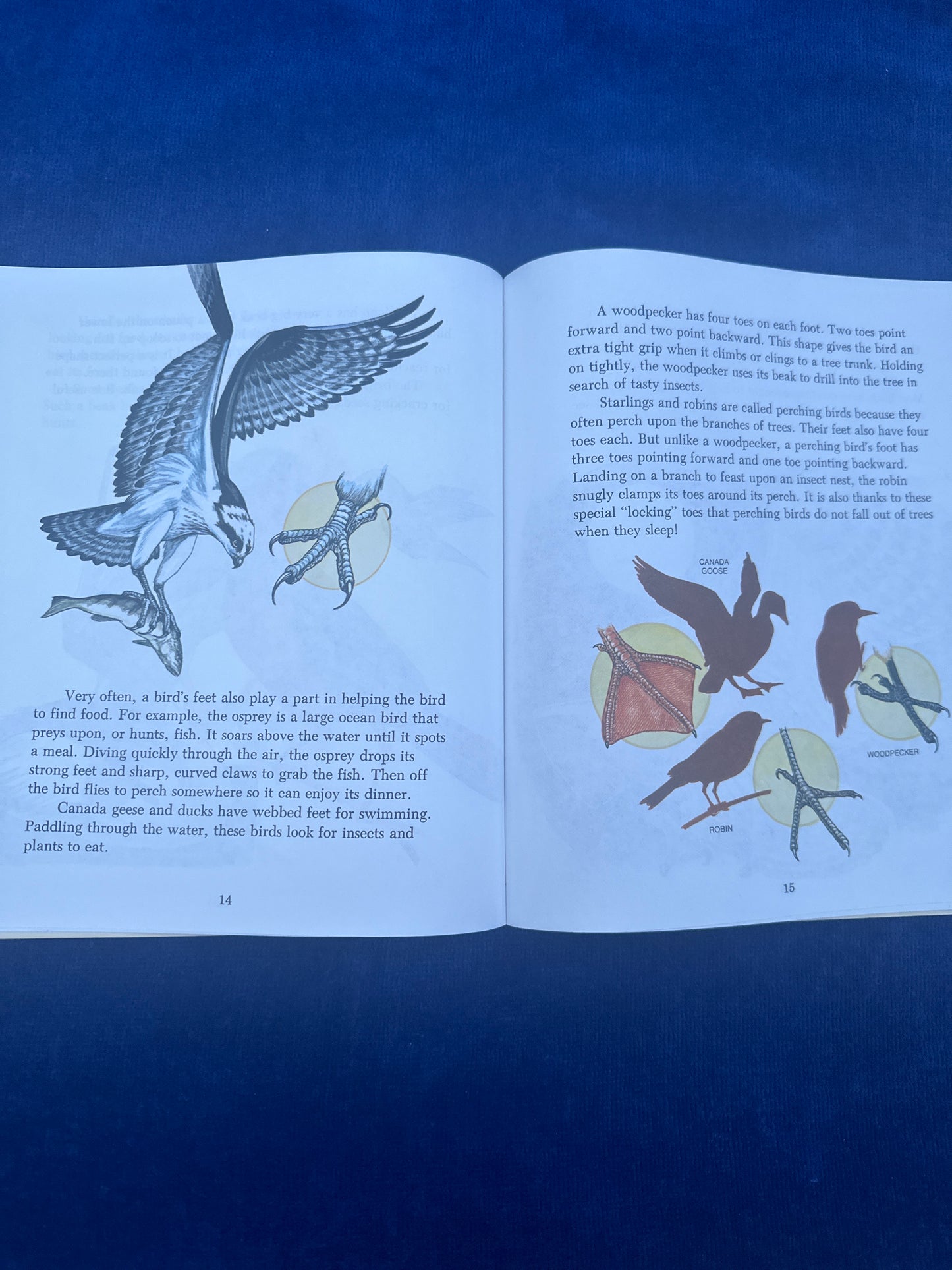 Amazing World of Birds (Stephen Caitlin)