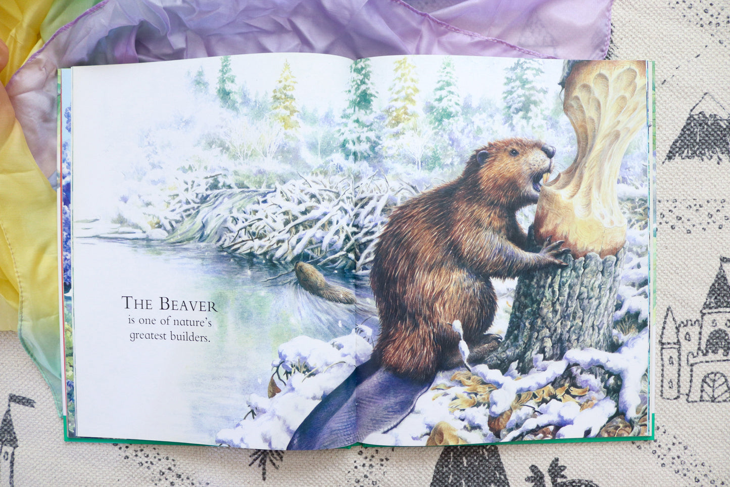 Amazing animals from around the world