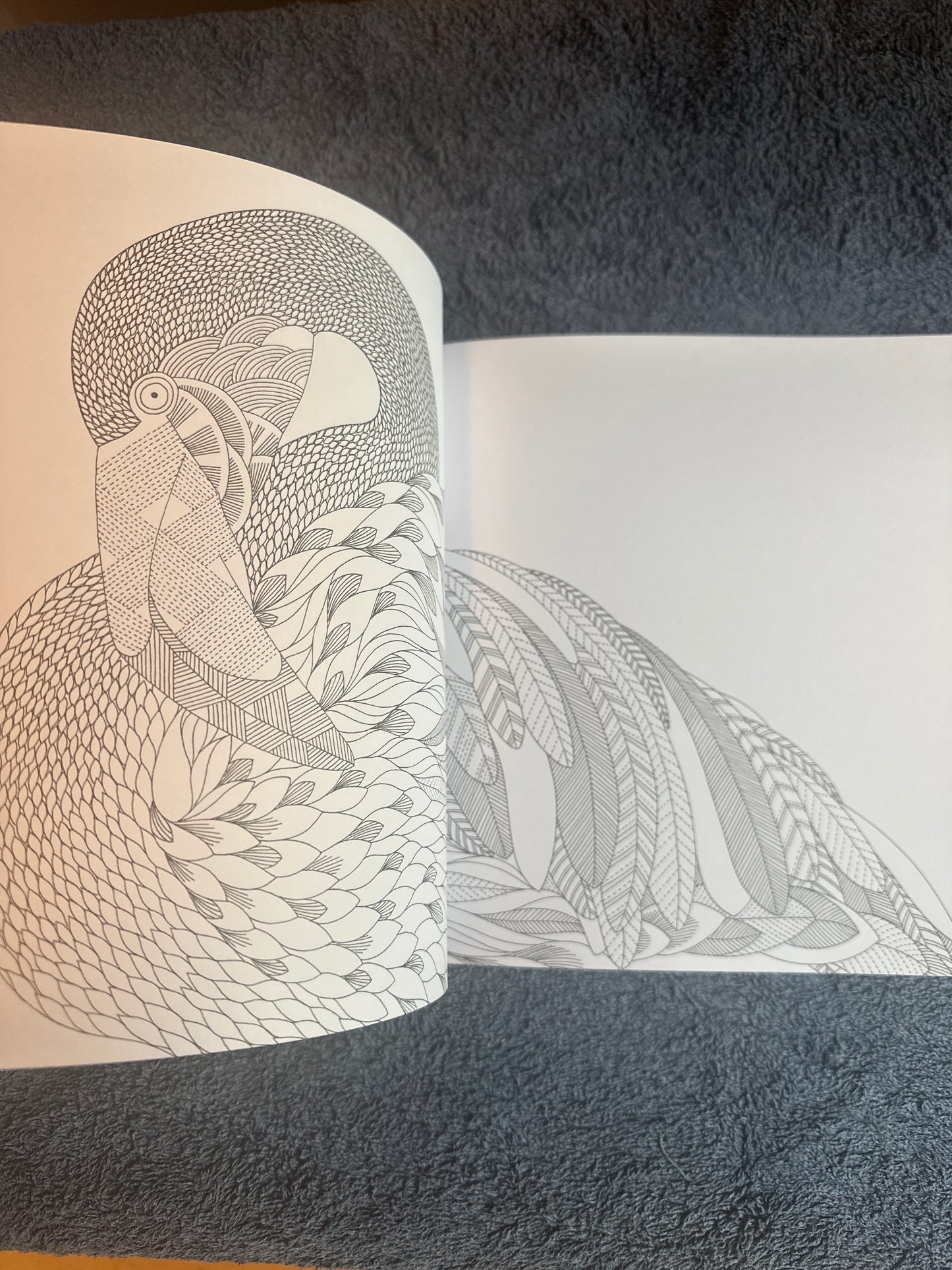 Wildlife Wonders colouring