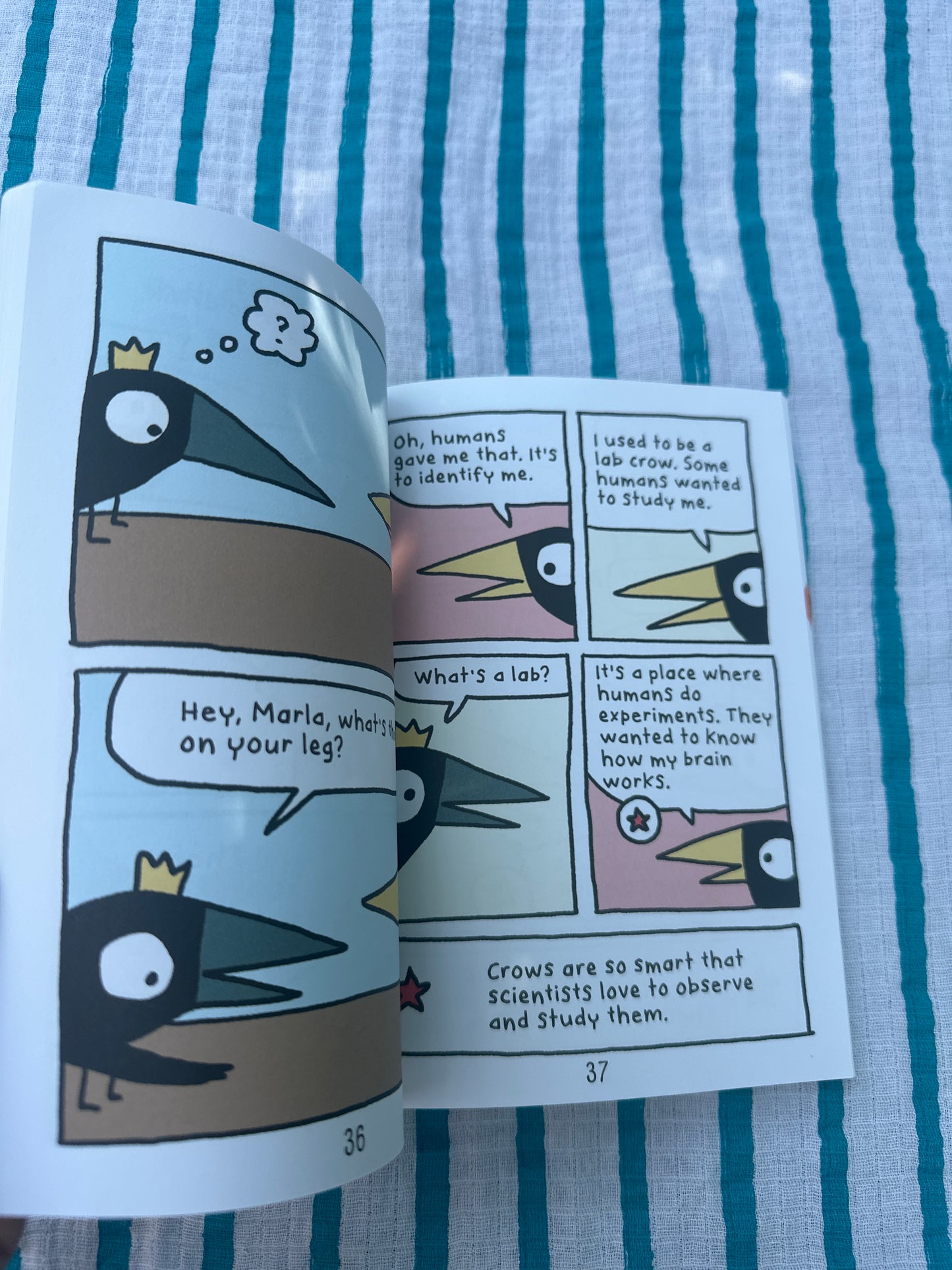 Join the Crow Crowd!