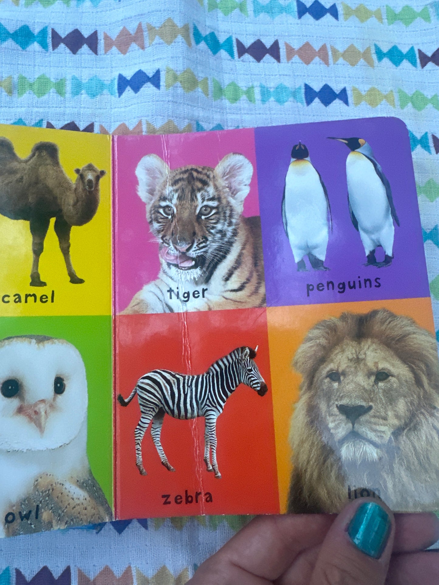 First 100 animals