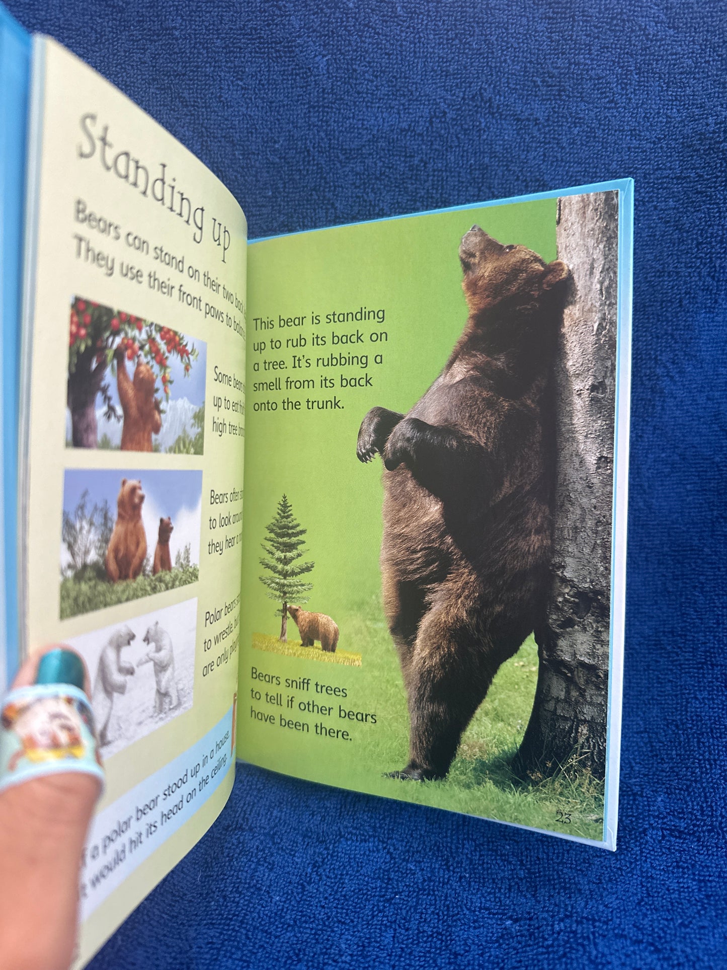 Bears Usborne beginners