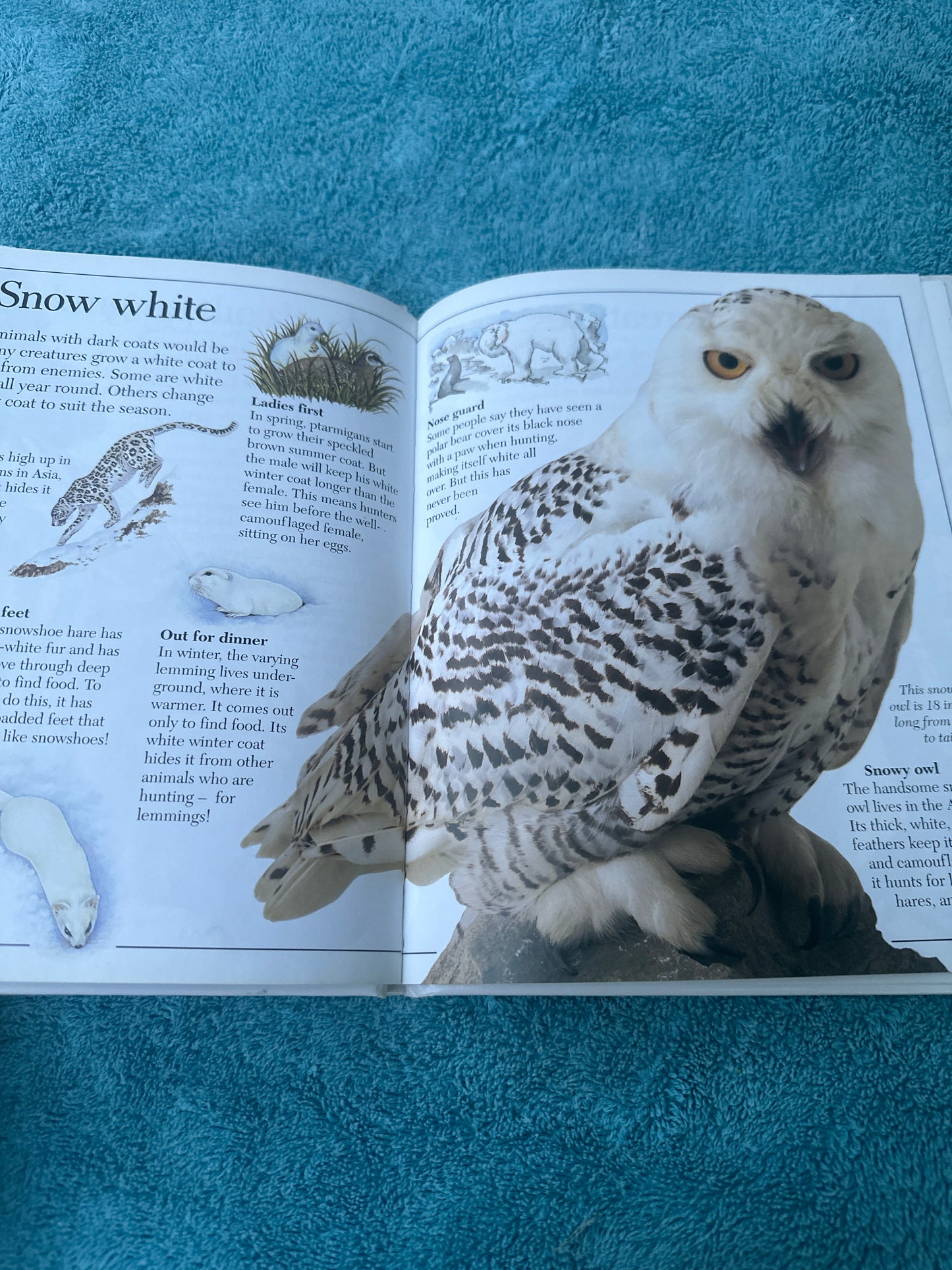 Amazing Animal Disguises
