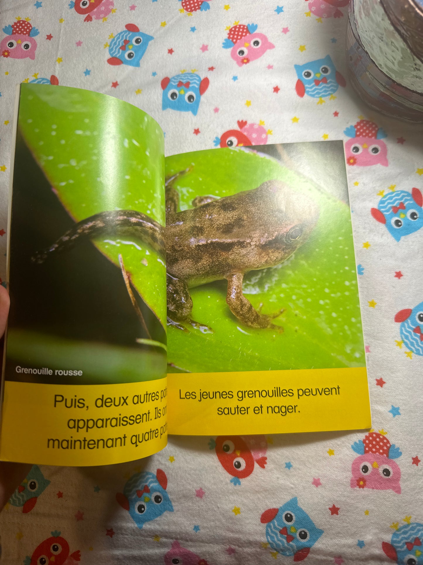 Les grenouilles