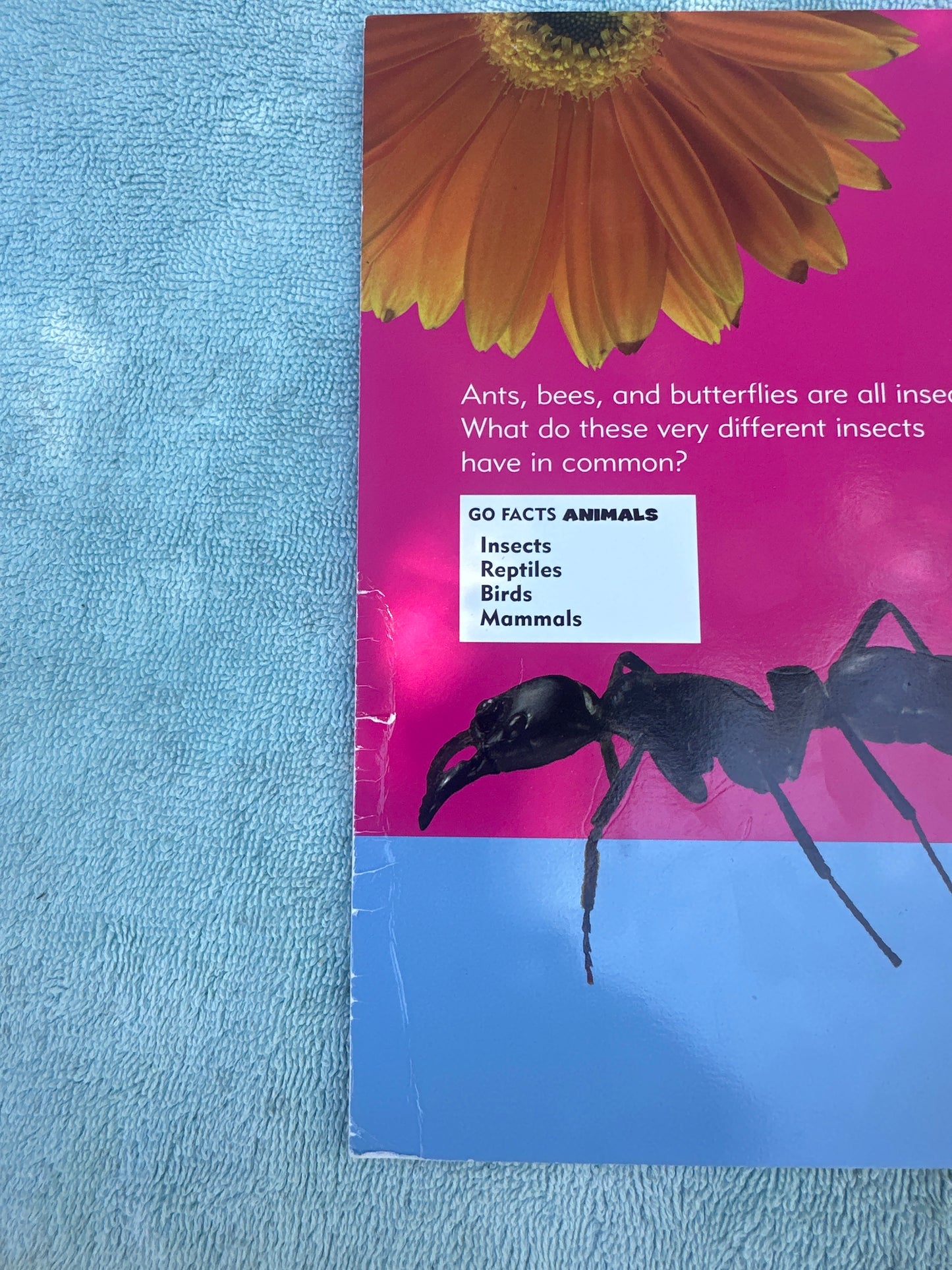 Insects