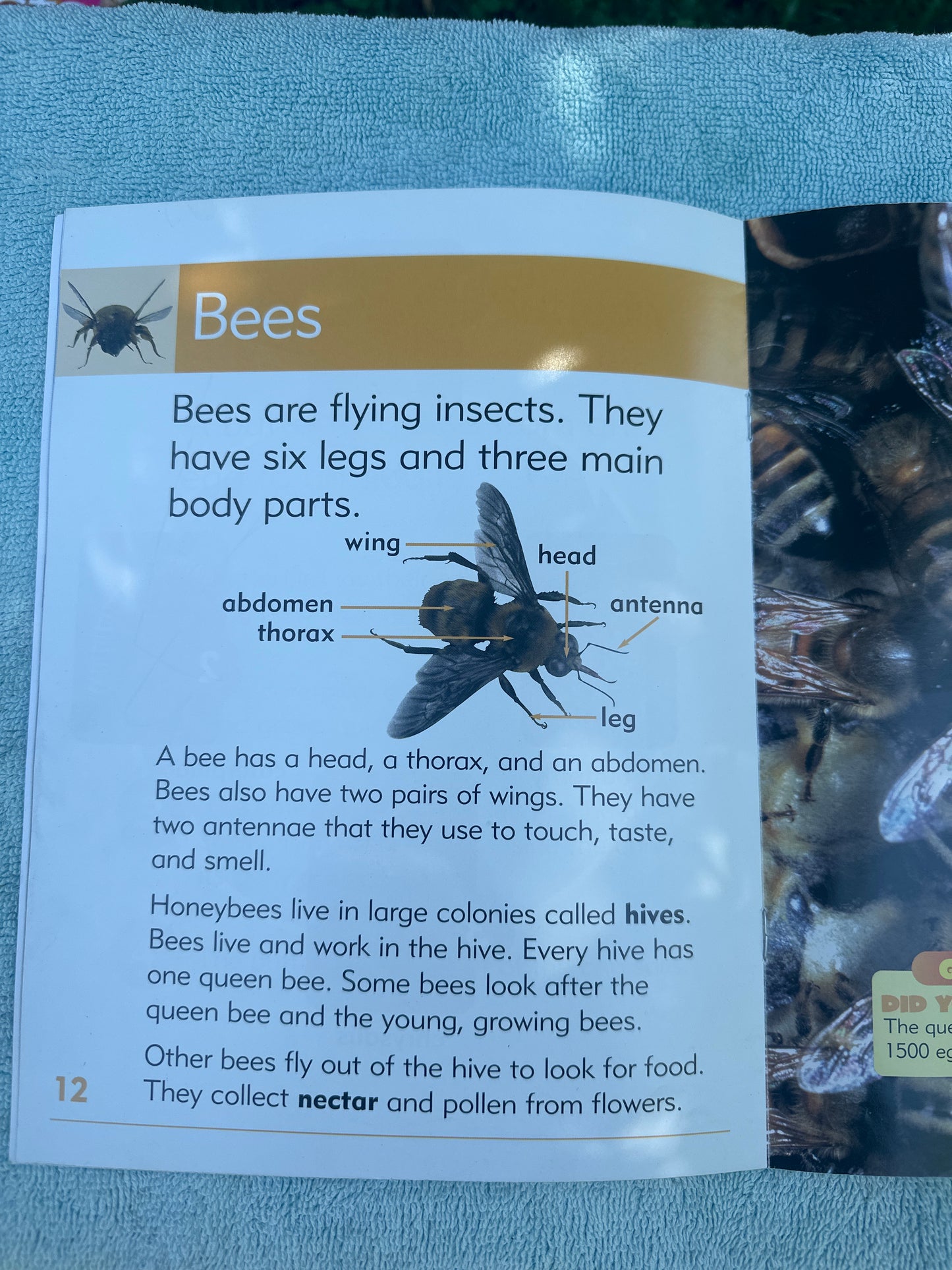 Insects