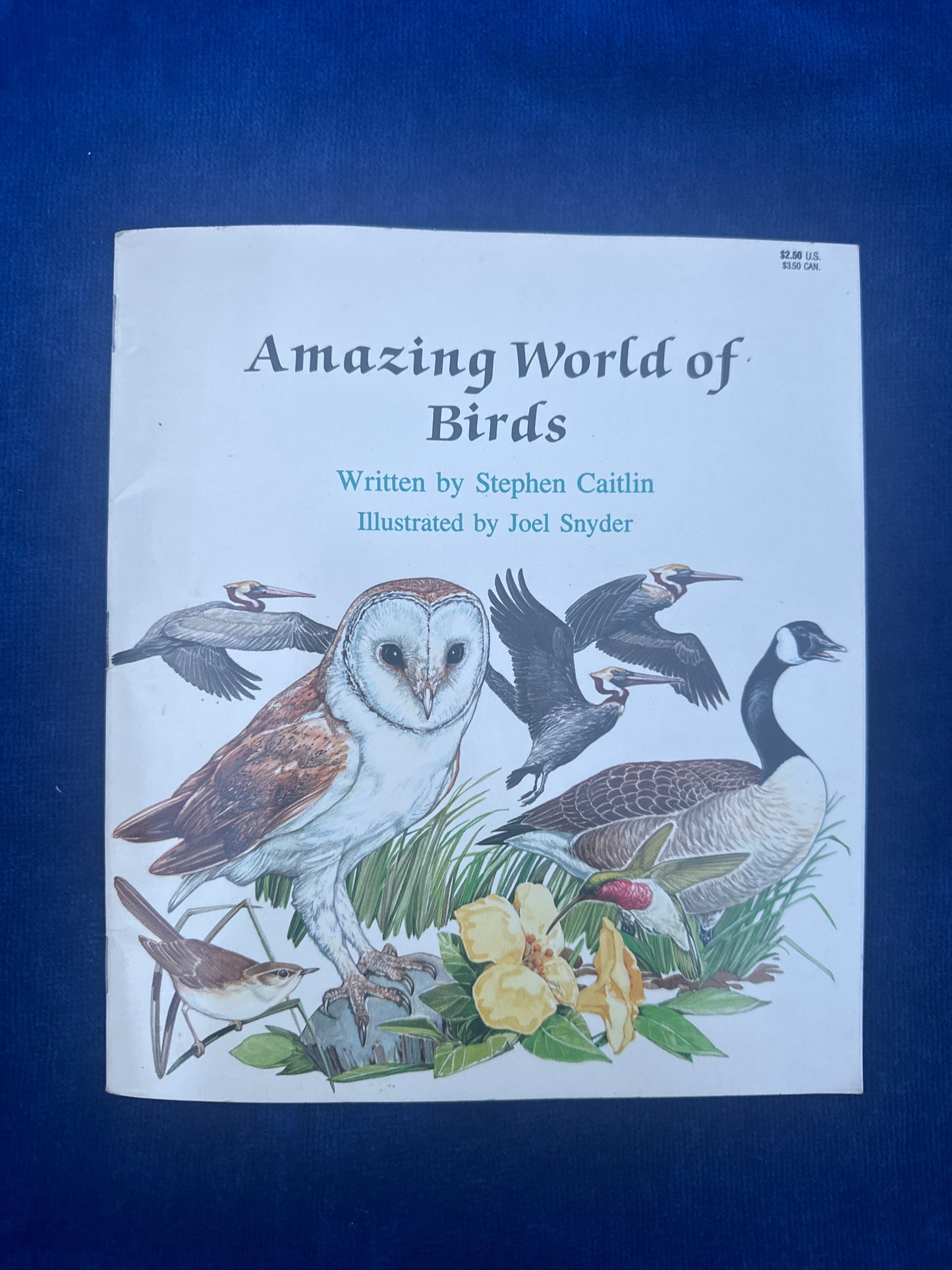 Amazing World of Birds (Stephen Caitlin)