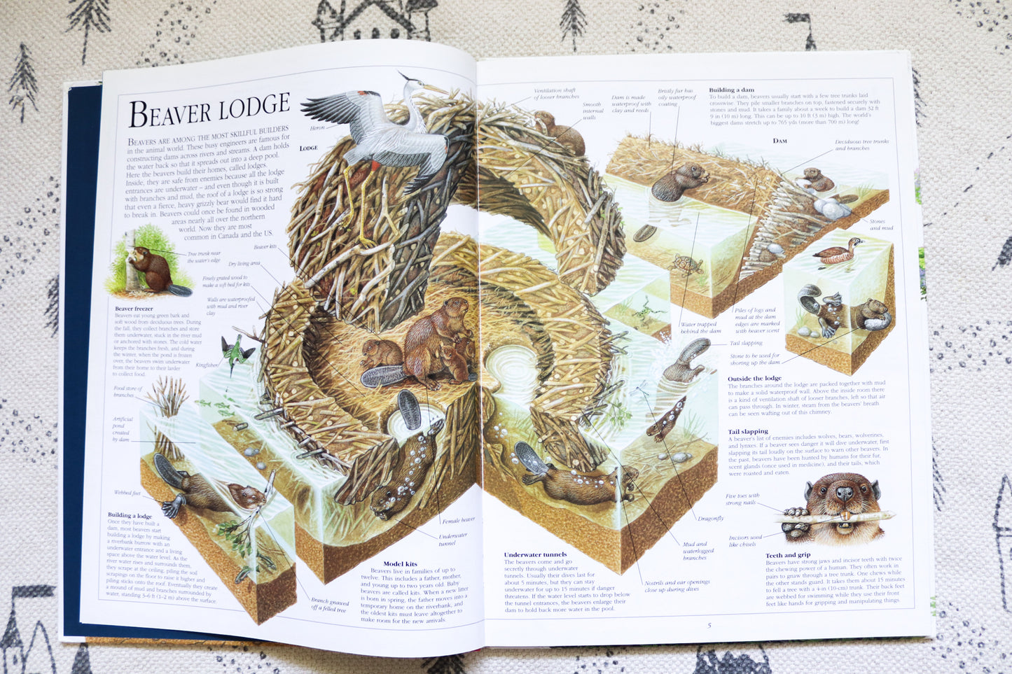 Nature Cross-Sections