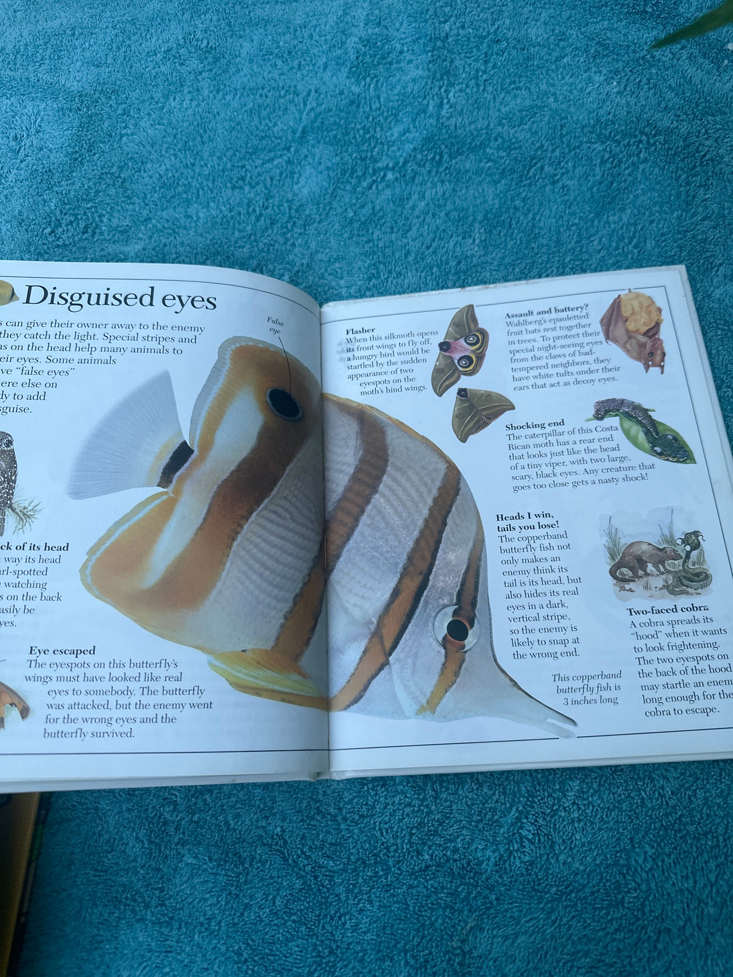 Amazing Animal Disguises