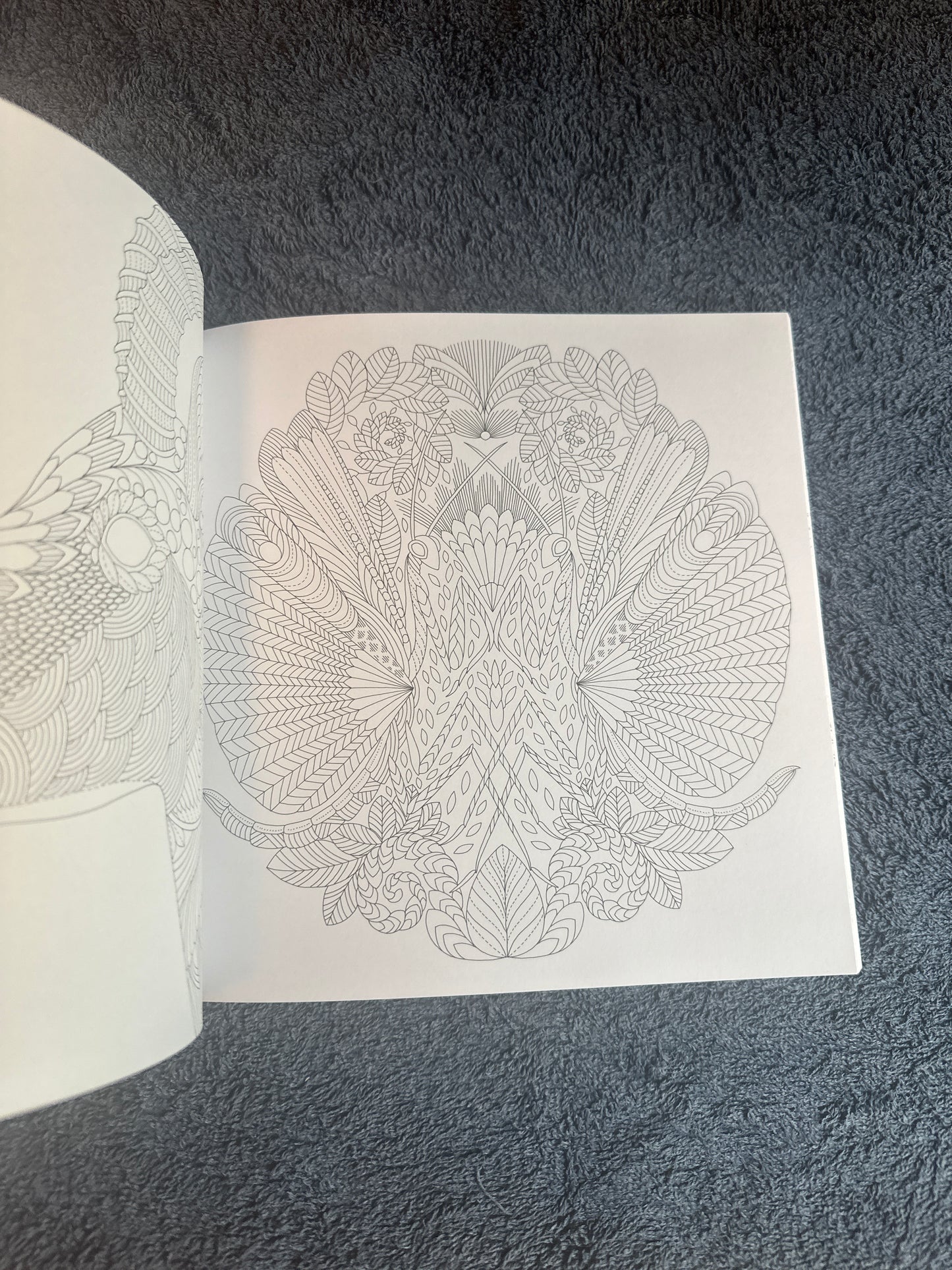 Wildlife Wonders colouring